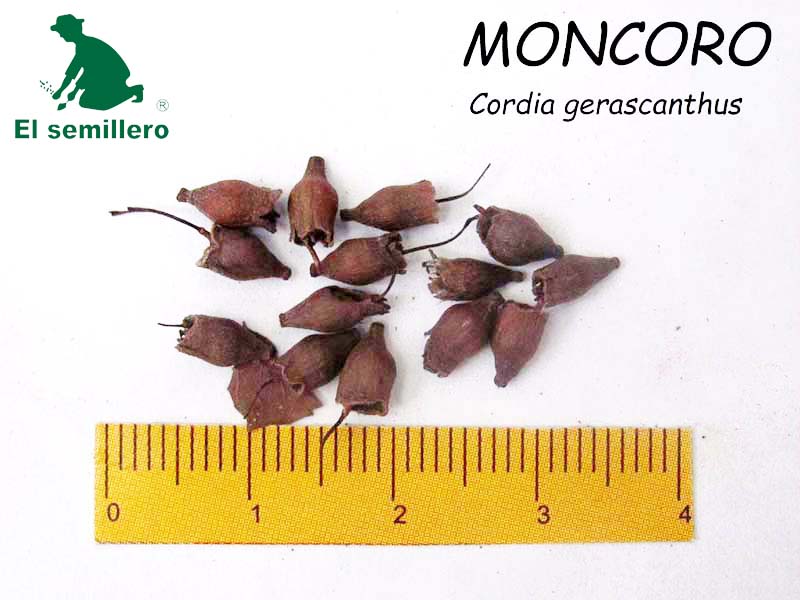 MÓNCORO (SEMILLA)