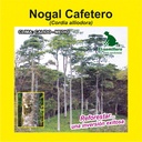 NOGAL CAFETERO (SEMILLA)