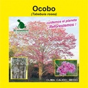 OCOBO/FLORMORADO (SEMILLA)