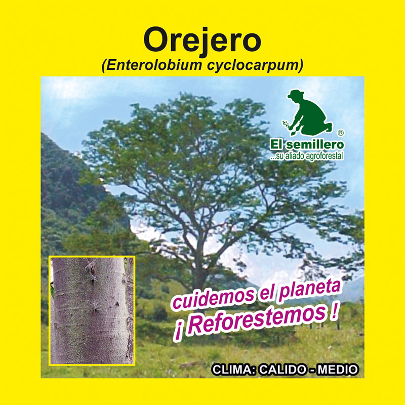 [FO187] OREJERO (SEMILLA) (1Kg.)