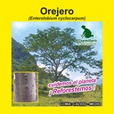 OREJERO (SEMILLA)
