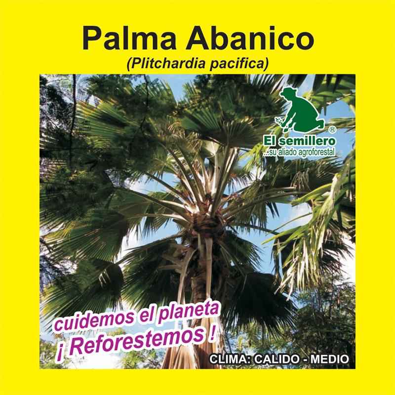 PALMA ABANICO (SEMILLA)