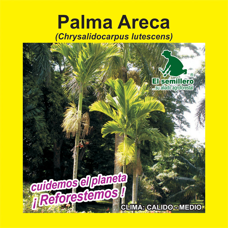 PALMA ARECA (SEMILLA)