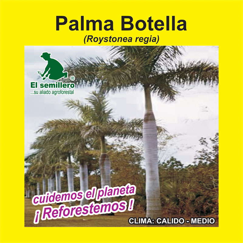 PALMA BOTELLA (SEMILLA)