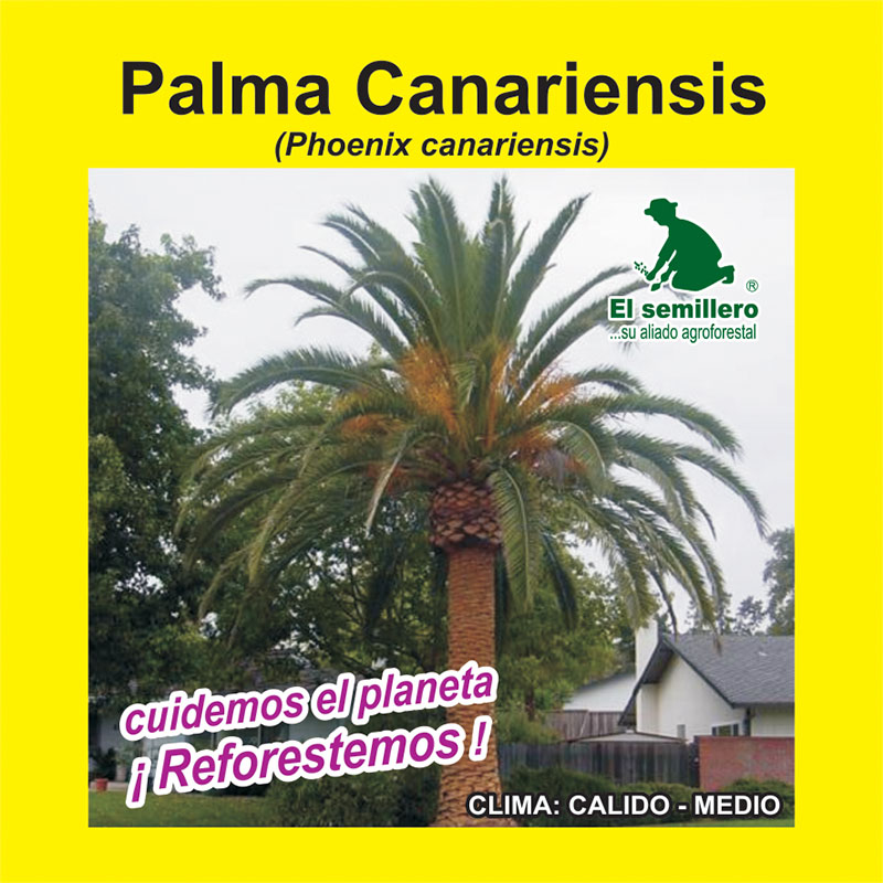 [FO203] PALMA CANARIENSIS (SEMILLA) (1Kg.)