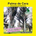 PALMA DE CERA (SEMILLA)