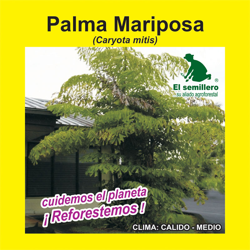PALMA MARIPOSA (SEMILLA)