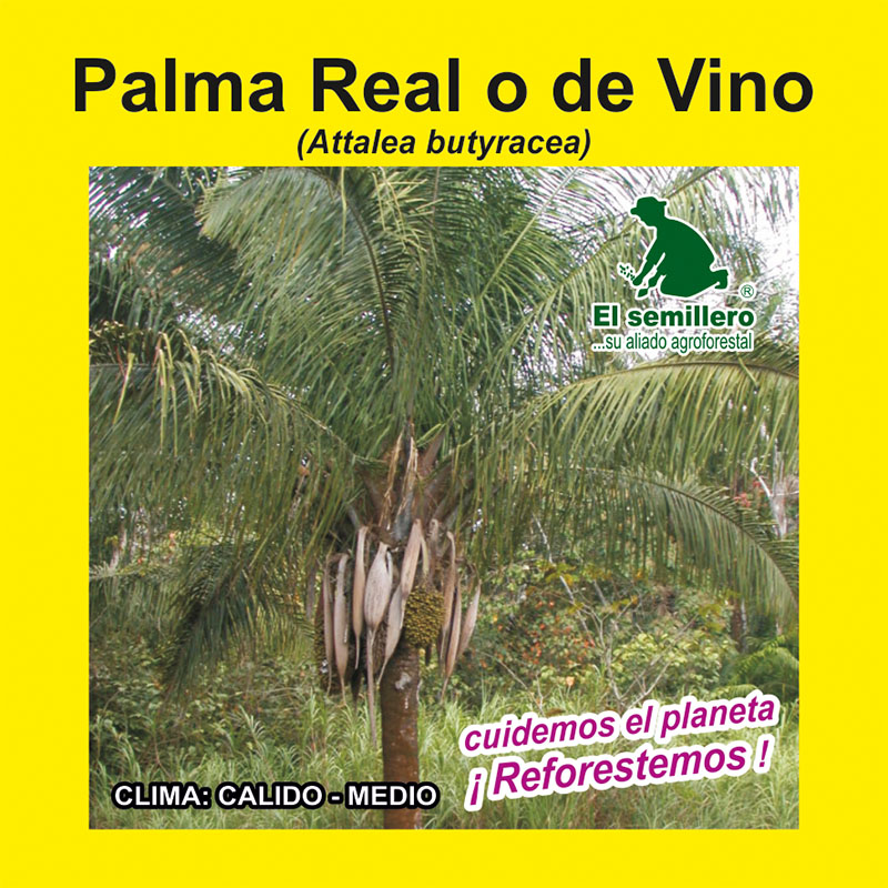 [FO214] PALMA REAL O DE VINO (SEMILLA) (1Kg.)