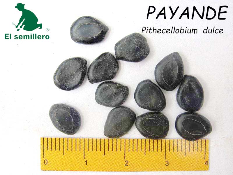 PAYANDE - CHIMINANGO (SEMILLA)