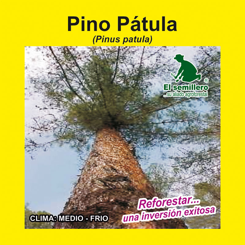 Semilla de Pino patula | Compra en El Semillero SAS