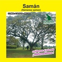 SAMÁN - CAMPANO (SEMILLA)