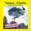 TAMBOR - FRIJOLITO (SEMILLA)