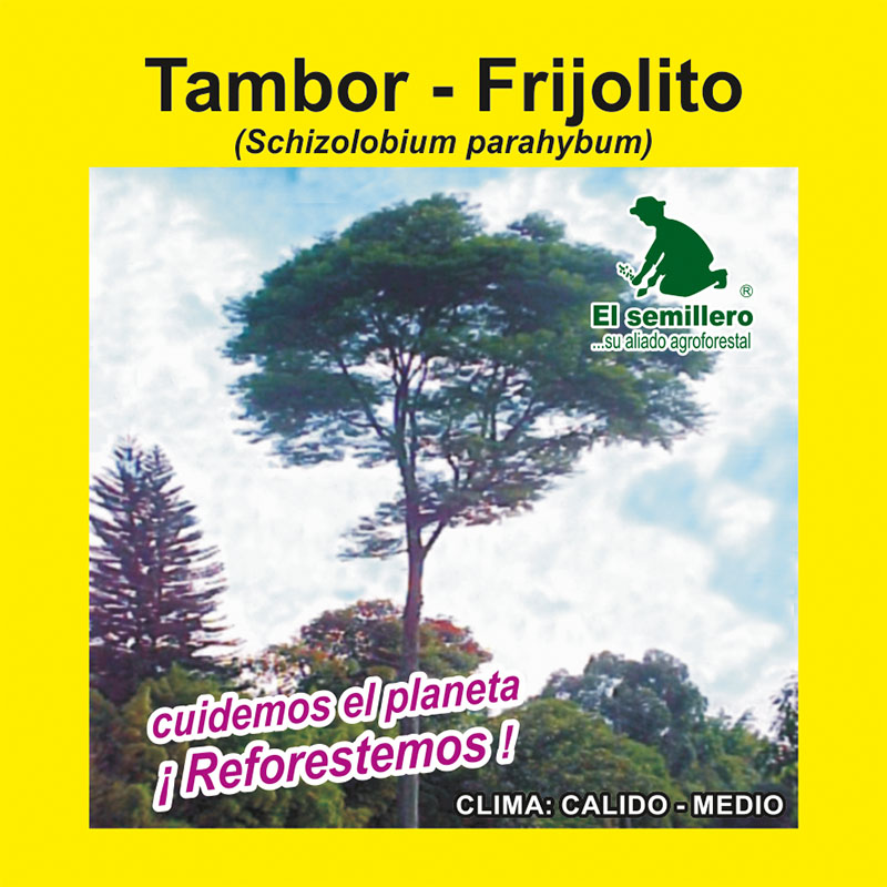 TAMBOR - FRIJOLITO (SEMILLA)