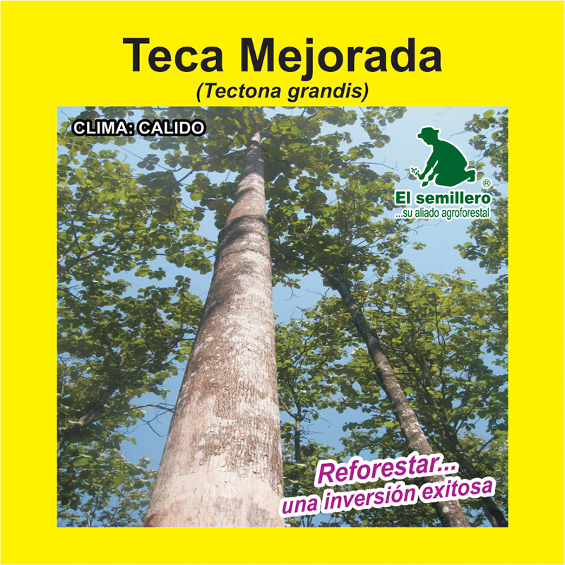 [FO245] TECA ESCARIFICADA RODAL SEMILLERO (SEMILLA) (1Kg.)
