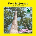 TECA ESCARIFICADA RODAL SEMILLERO (SEMILLA)