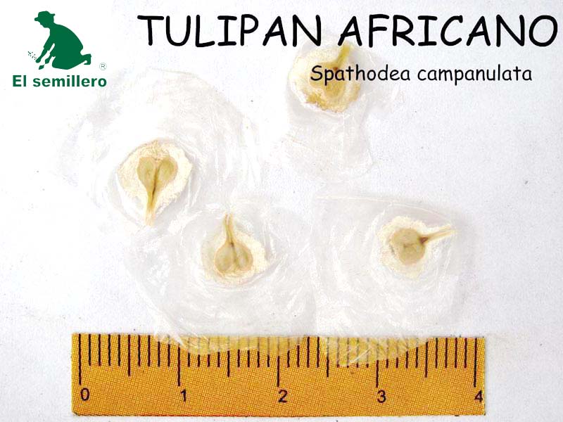 TULIPAN AFRICANO (SEMILLA)