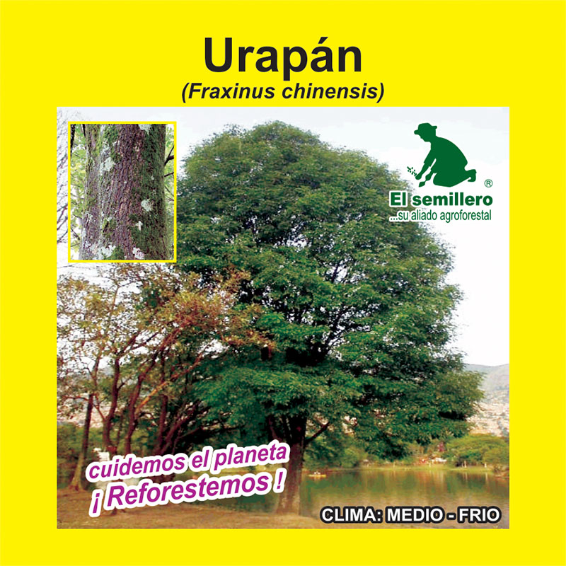 [FO253] URAPÁN (SEMILLA) (1Kg.)