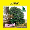 URAPÁN (SEMILLA)