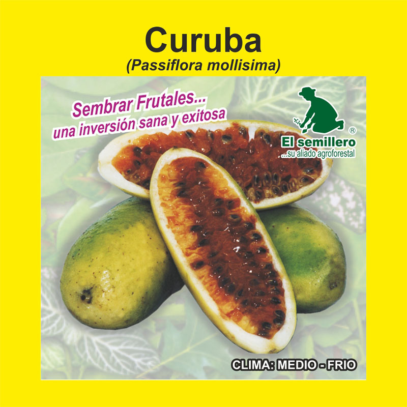 CURUBA (SEMILLA)