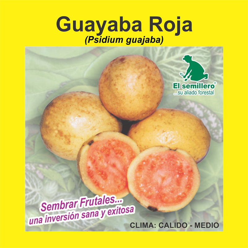 [FR31] GUAYABA ROJA (SEMILLA) (1Kg.)