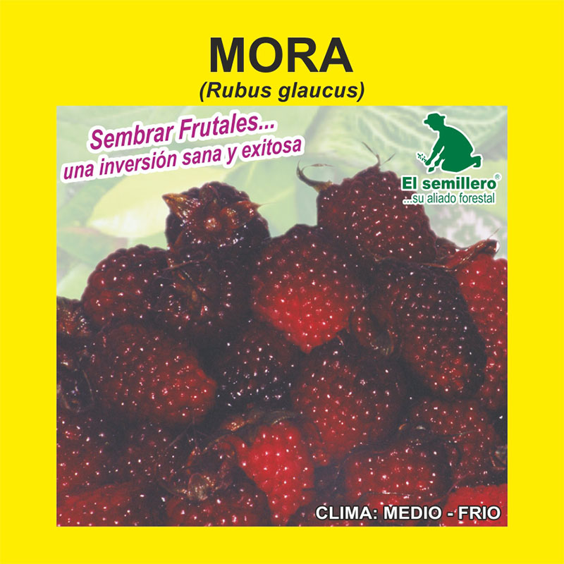 [FR49] MORA DE CASTILLA (SEMILLA) (1Kg.)