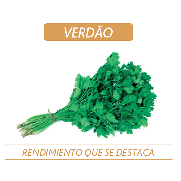 CILANTRO VERDAO X 500 GR (SEMILLA) - SAKATA®