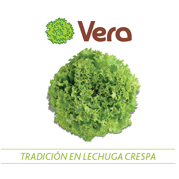 [HV134] LECHUGA VERA X 100GR (SEMILLA)