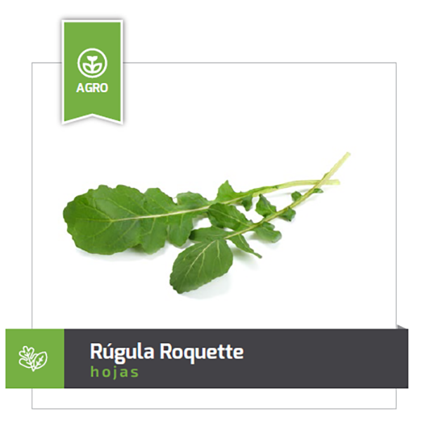 RUGULA ROQUETTE X 454GR (SEMILLA)
