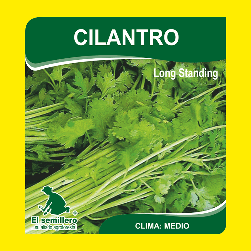CILANTRO LONG STANDING (SEMILLA)