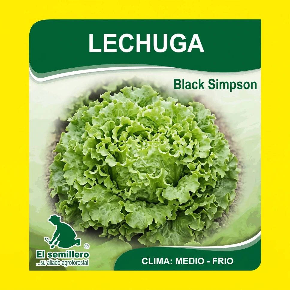 [HV122] LECHUGA BLACK SIMPSON (SEMILLA) (454g.)
