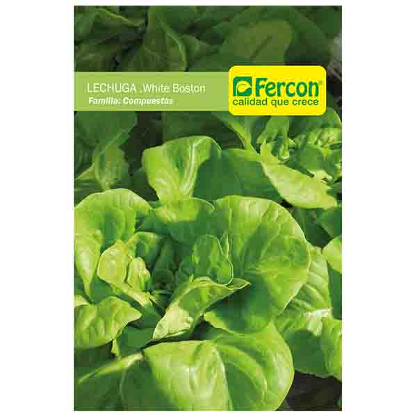 [HV139] LECHUGA WHITE BOSTON (SEMILLA) (454g.)