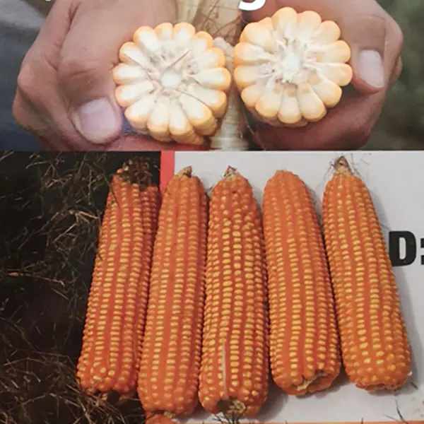 MAIZ ATL 200 x KG (SEMILLA)