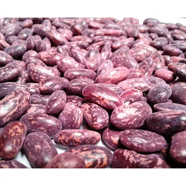 FRIJOL NIMA KG (SEMILLA)