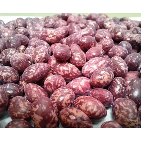 [AG8] FRIJOL CARGAMANTO KG (SEMILLA)