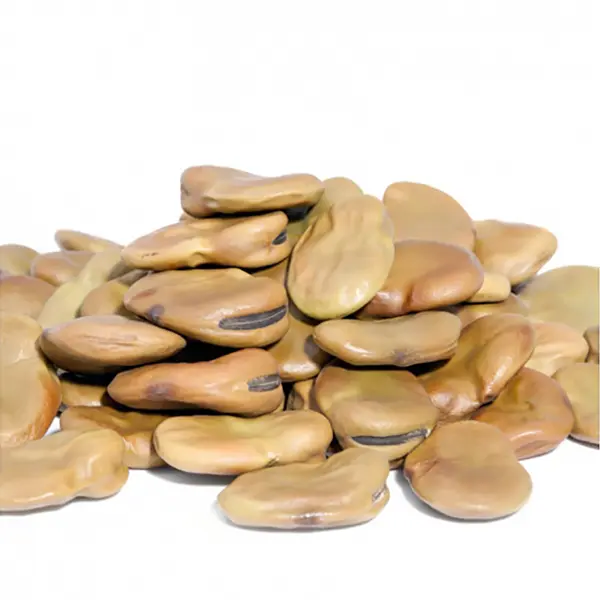 [AG12] HABA X KG (SEMILLA)