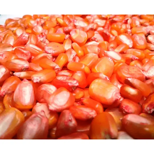 MAIZ ICA V-109 x KG (SEMILLA)