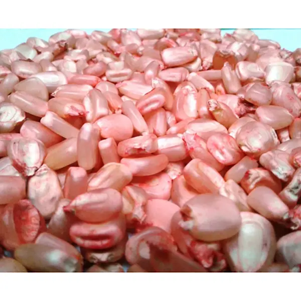 MAIZ ICA V-156 x KG (SEMILLA)