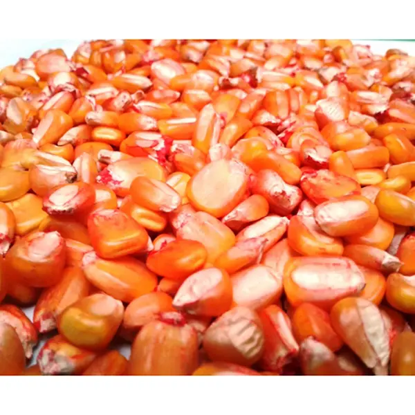 MAIZ ICA V-305 x KG (SEMILLA)