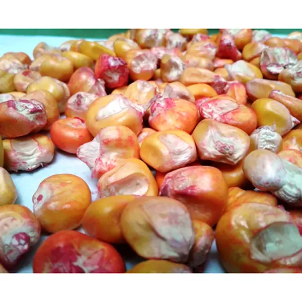 MAIZ PORVA SIMIJACA KG (SEMILLA)