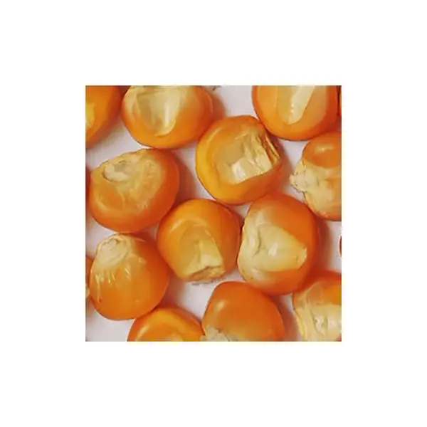 [AG21] MAIZ MEDELLIN KG (SEMILLA)