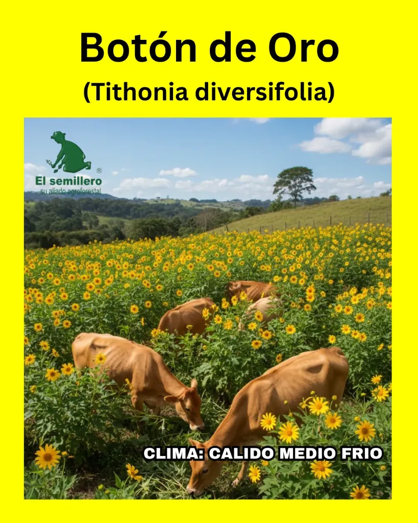 BOTON DE ORO (SEMILLA)