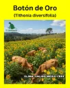 BOTON DE ORO (SEMILLA)