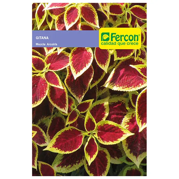 [FL20] FLOR GITANA MEZCLA ARCO IRIS 5535 X 0.2GR (SEMILLA)