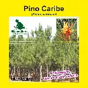 PINO CARIBE (SEMILLA)
