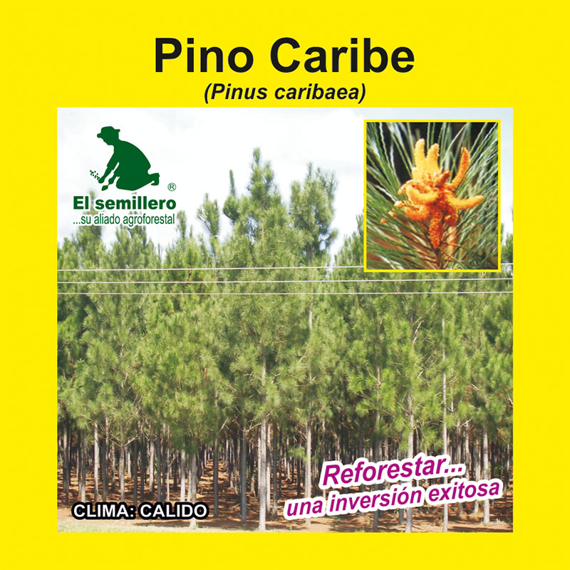 PINO CARIBE (SEMILLA) 