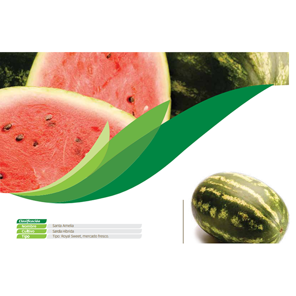 [HH25] SANDIA SANTA AMELIA x 5000 SEMILLA SEMINIS