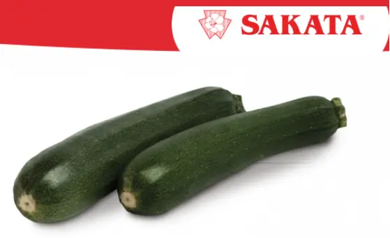 CALABACIN HIBRIDO SIMONE SOBRE X 1.000 SEMILLAS - SAKATA®