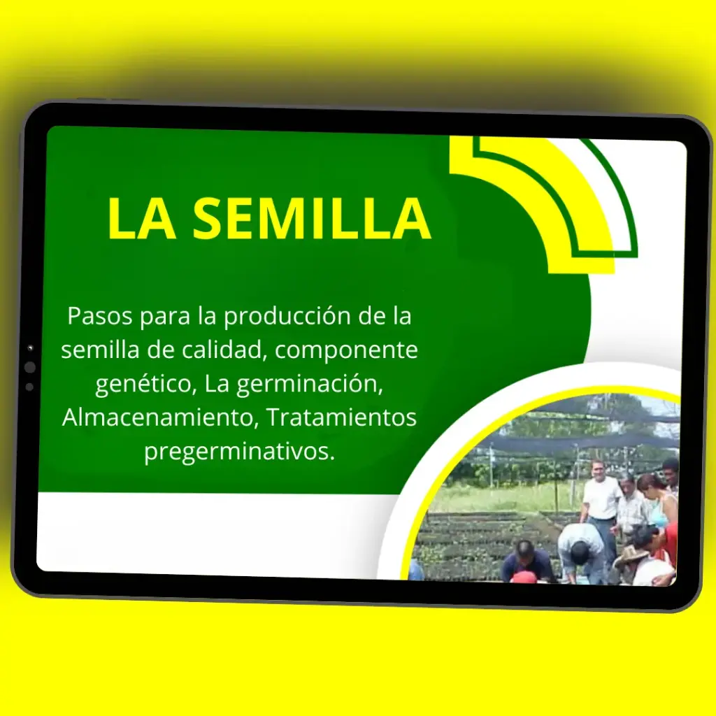 LA SEMILLA FORESTAL 🌱🌳