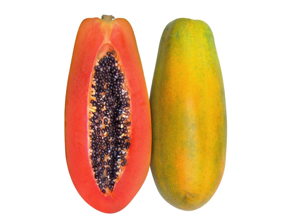[SF51] PAPAYA HIBRIDA PAULINA F1X100