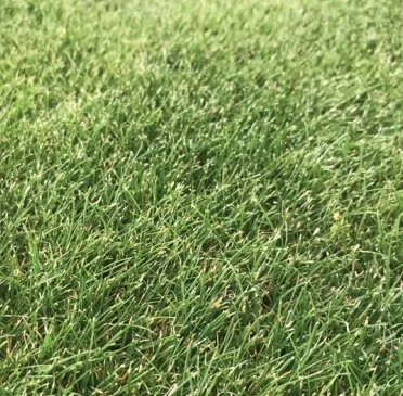 [PF53] GRAMA JASPERINA X LIBRA X 454g.